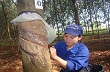 Cty TNHH MTV Cao su Chư Prông tổ chức hội thi thợ giỏi thu hoạch mủ cao su năm 2012